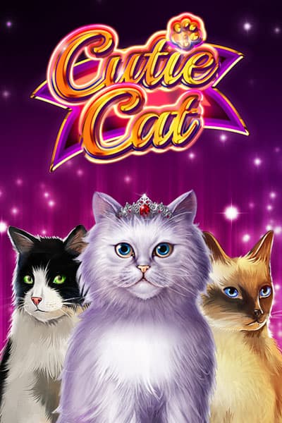 Cutie Cat